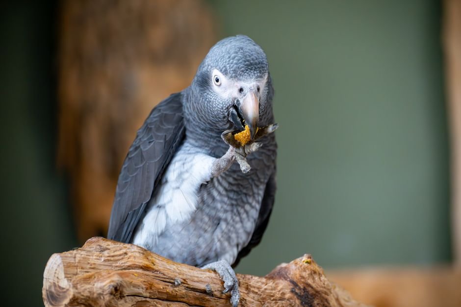 Best food for African grey parrots — Top 5 Foods for African Grey Parrots