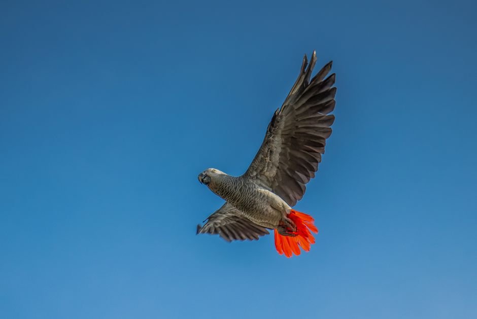 What is the behavior of a parrot when it spreads its wings and shakes them? — What's the behavior of a parrot when it spreads its wings and shakes them?