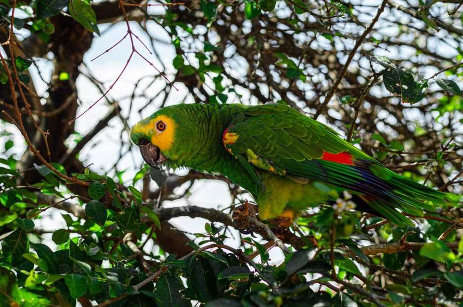Where can I get an Amazon parrot? — Reputable Breeders for Amazon Parrots