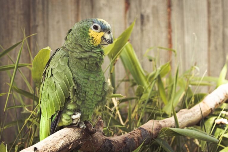 Where can I get an Amazon parrot? — visual overview
