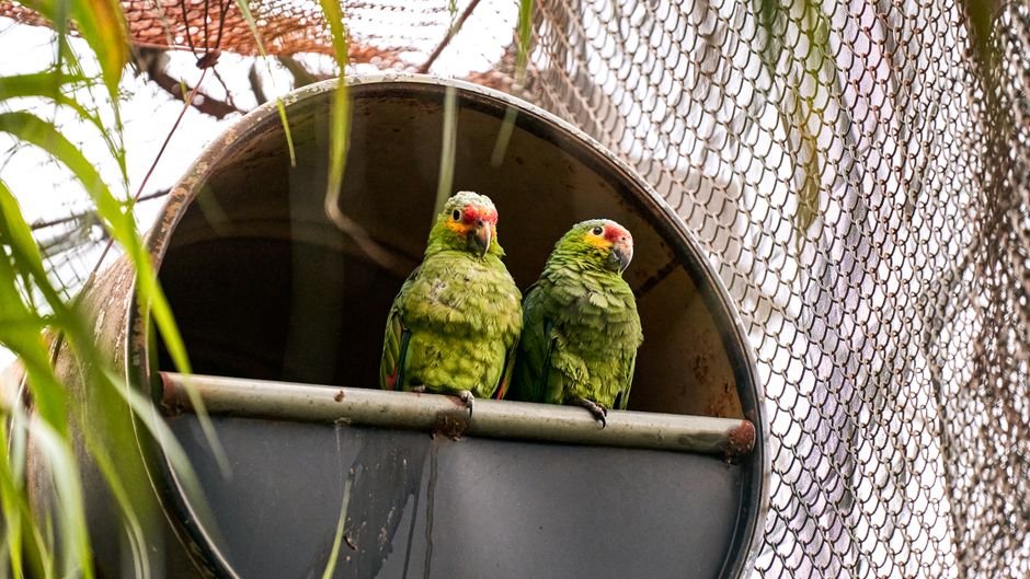 Pictures of Parrots — Parrot Behavior and Body Language in Photos
