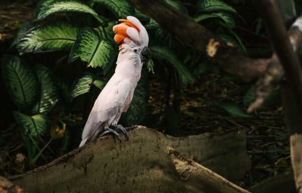 The Best Toys for Cockatoos: A Guide to Beating Boredom — visual overview