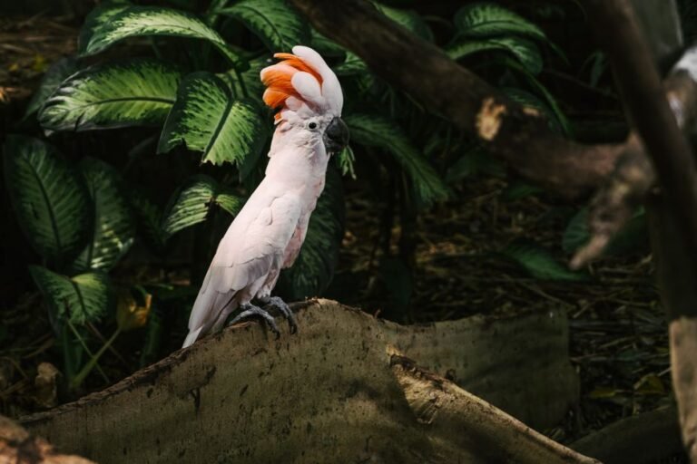 The Best Toys for Cockatoos: A Guide to Beating Boredom — visual overview