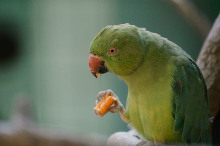First time bird owner guide — visual overview