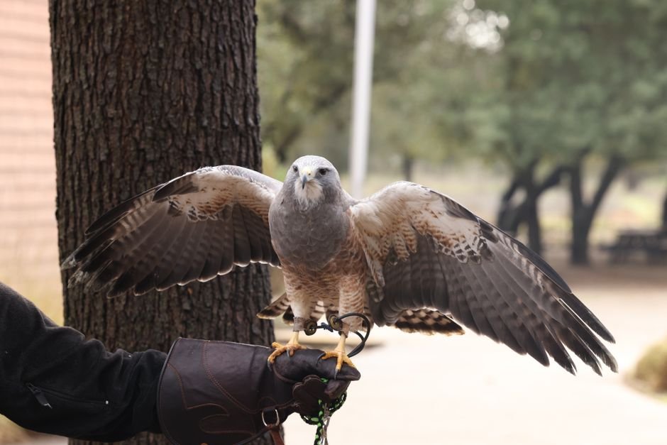 Common Parrot Training Mistakes to Avoid