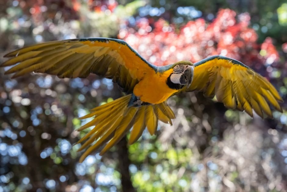 What is the best Macaw to have? — What's the Best Macaw to Have?