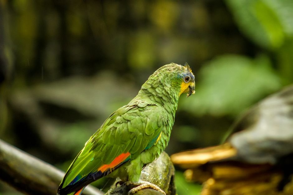 Where can I get an Amazon parrot? — Reputable Breeders for Amazon Parrots