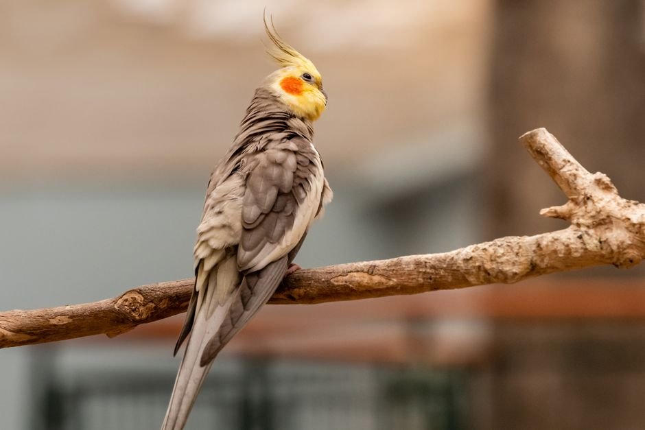 Best parrot for kids — Parrot Care and Maintenance for Busy Parents