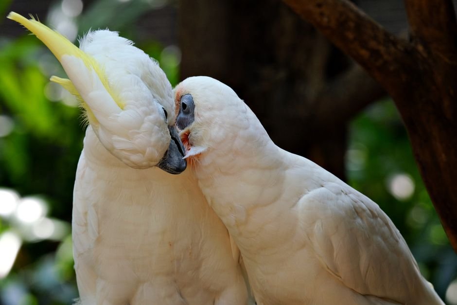 A Complete Cockatoo Care Guide: Housing, Socialization, and Lifelong Needs — Understanding Cockatoo Behavior and Needs