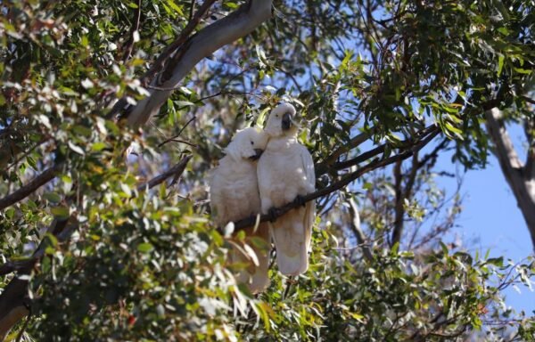 Cockatoo Behavior Problems: Why They Scream and How to Help — visual overview