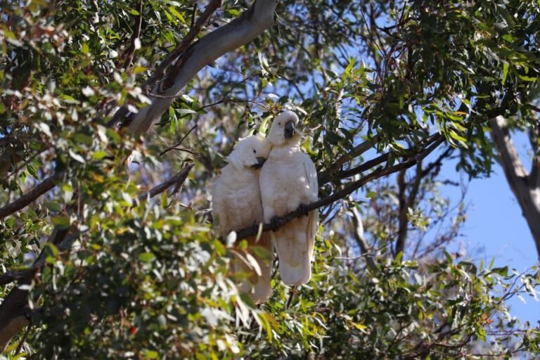 Cockatoo Behavior Problems: Why They Scream and How to Help — visual overview