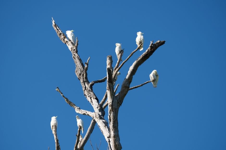 Cockatoo Behavior Problems: Why They Scream and How to Help — Training Your Cockatoo to Reduce Screaming