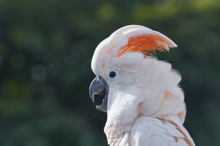 Cockatoo parrots online — visual overview