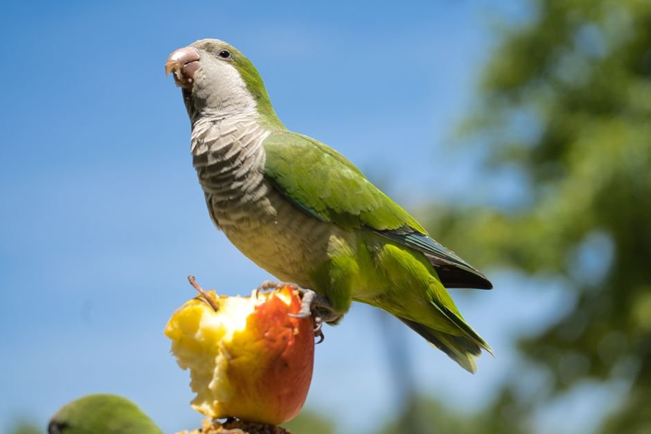 Cockatoo parrots online — Caring for Your Cockatoo Parrot: Diet, Environment, and Socialization