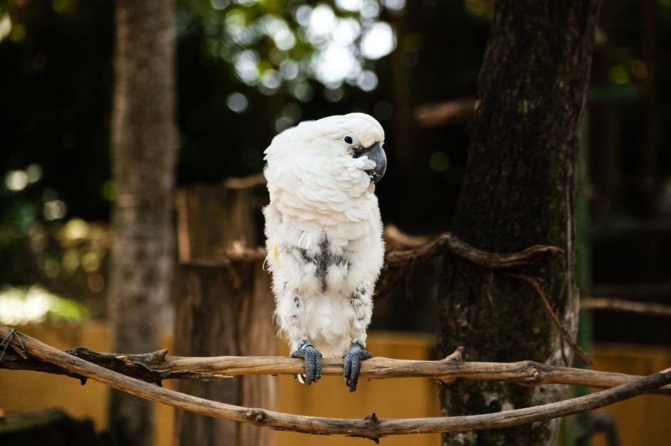 Cockatoo parrots online — Understanding Cockatoo Parrots and Their Needs