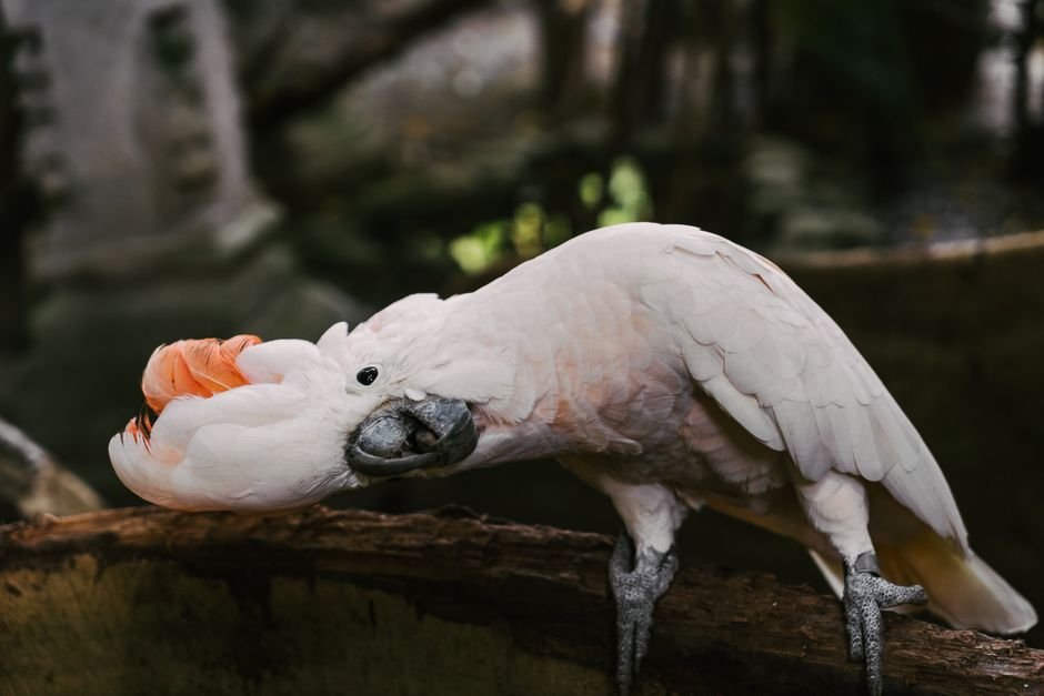 What is the behavior of a parrot when it spreads its wings and shakes them? — Common misconceptions about parrot behavior and wing spreading