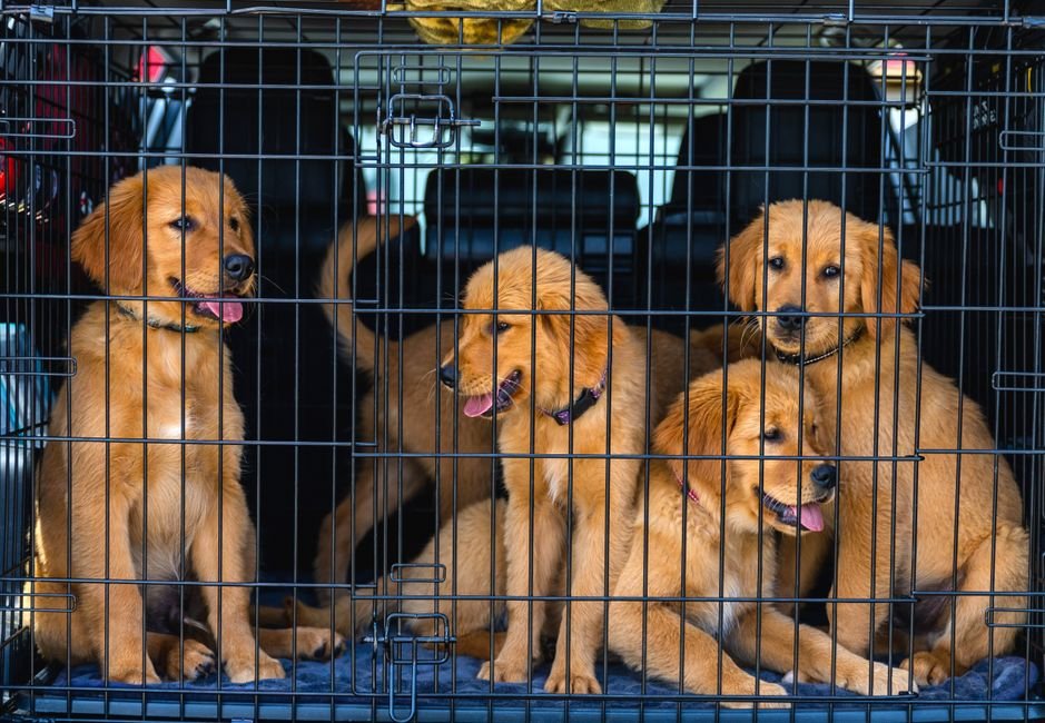 The "Golden Rule" of Cage Size — Choosing the Right Cage Size for Your Pet