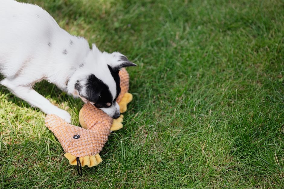 Best Parrot Toys for a Happy, Healthy Bird — The Importance of Rotating Parrot Toys