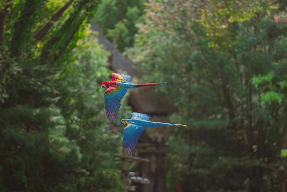 Caring for Species of Parrots as Pets