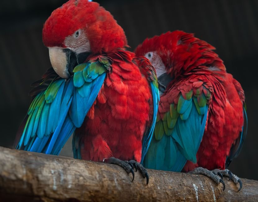 "Parrot vs. Macaw: Which Large Bird Is Right for You?" — Housing and Care: Creating a Suitable Environment
