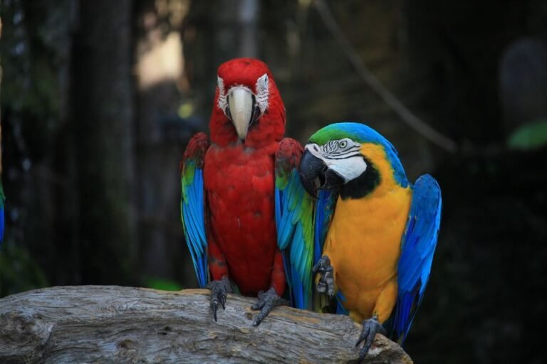 What is the best Macaw to have? — visual overview