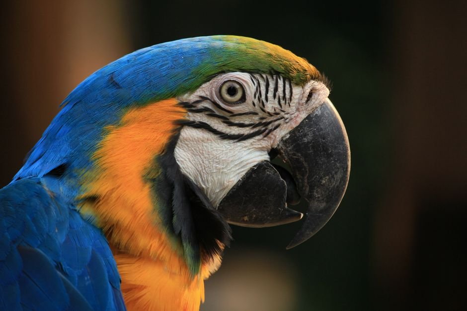 How are parrots different from other birds? — Physical Characteristics: What Sets Parrots Apart