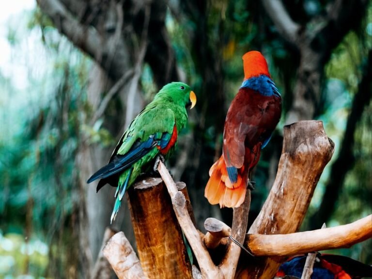 Do pet parrots ever attack their owners? If so, how can this be avoided? — visual overview