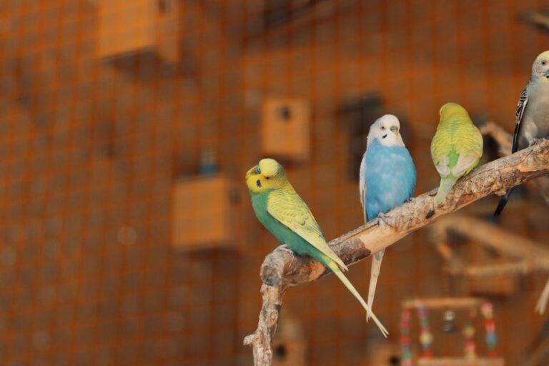 The Perfect Parrot Cage: A Step-by-Step Setup Guide — visual overview