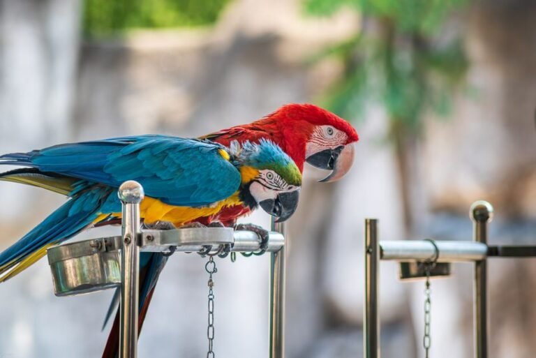 How to Help Your Parrot Live a Longer, Healthier Life — visual overview