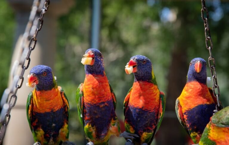 How often should I feed my parrot? — visual overview