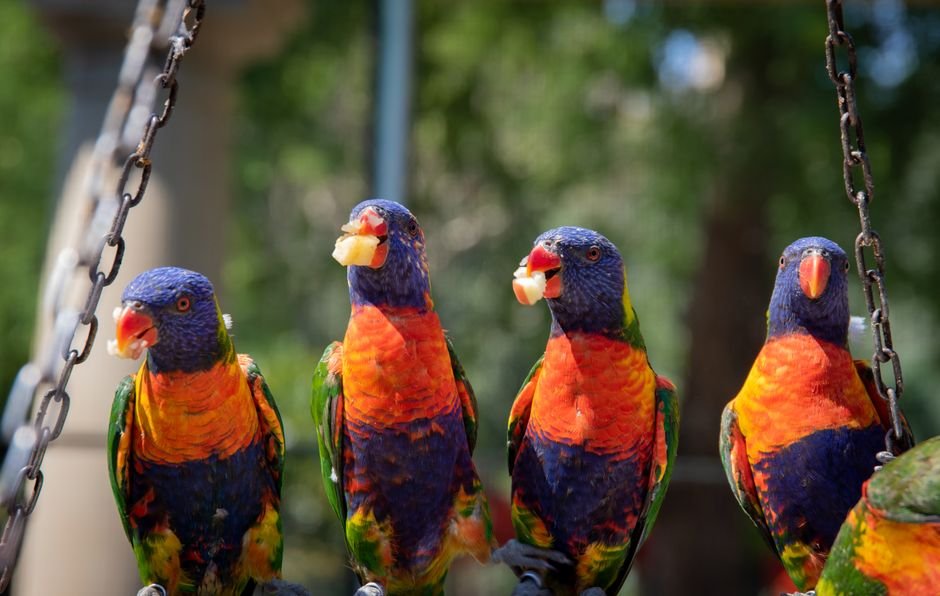 Parrot Lifespan in Captivity vs. the Wild — Diet and Nutrition: A Key Factor in Parrot Longevity