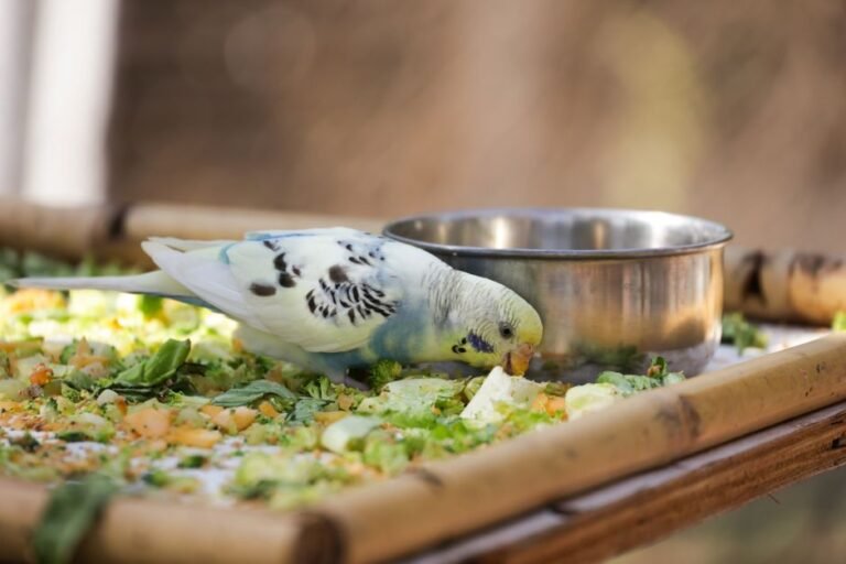 The Truth About Parrot Diets: Why Seeds Are Junk Food — visual overview