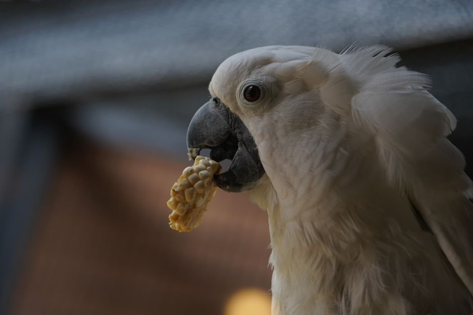Parrot Diet and Nutrition: What to Feed Your Bird — Understanding the Basics of Parrot Diet and Nutrition
