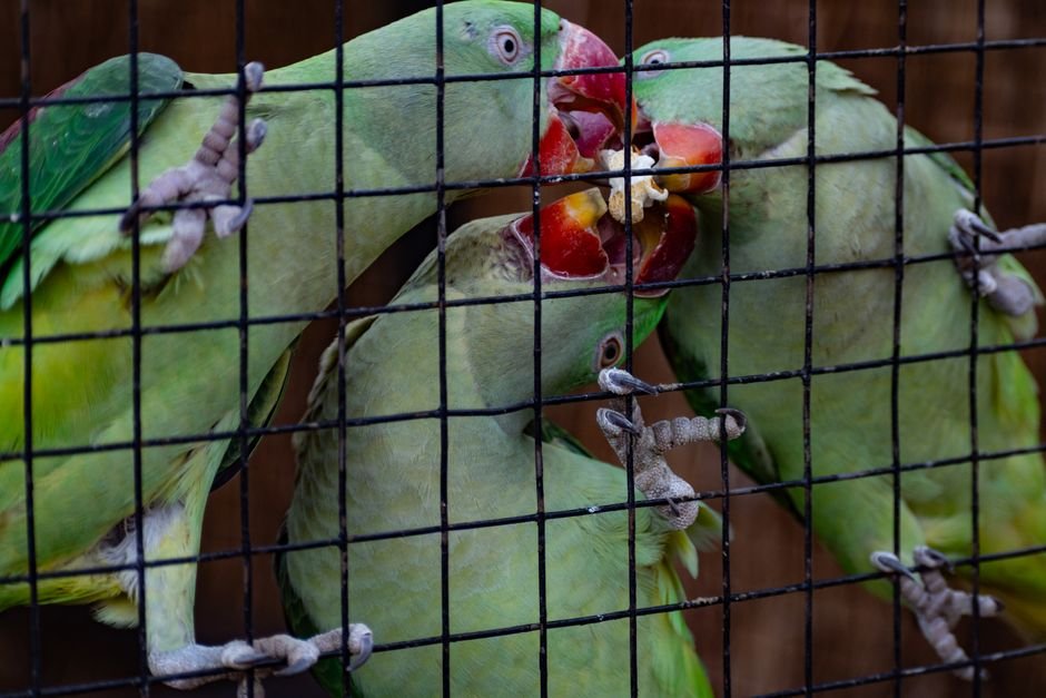 How often should I feed my parrot? — Pellets vs. Seeds: Choosing the Right Food for Your Parrot