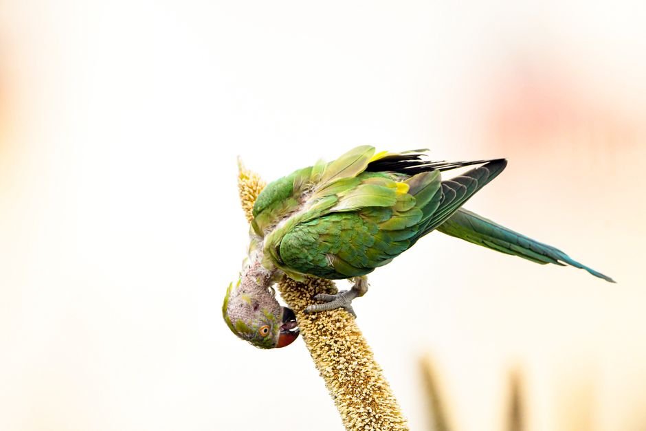 The Truth About Parrot Diets: Why Seeds Are Junk Food — What's Wrong with Seeds as a Parrot Diet?