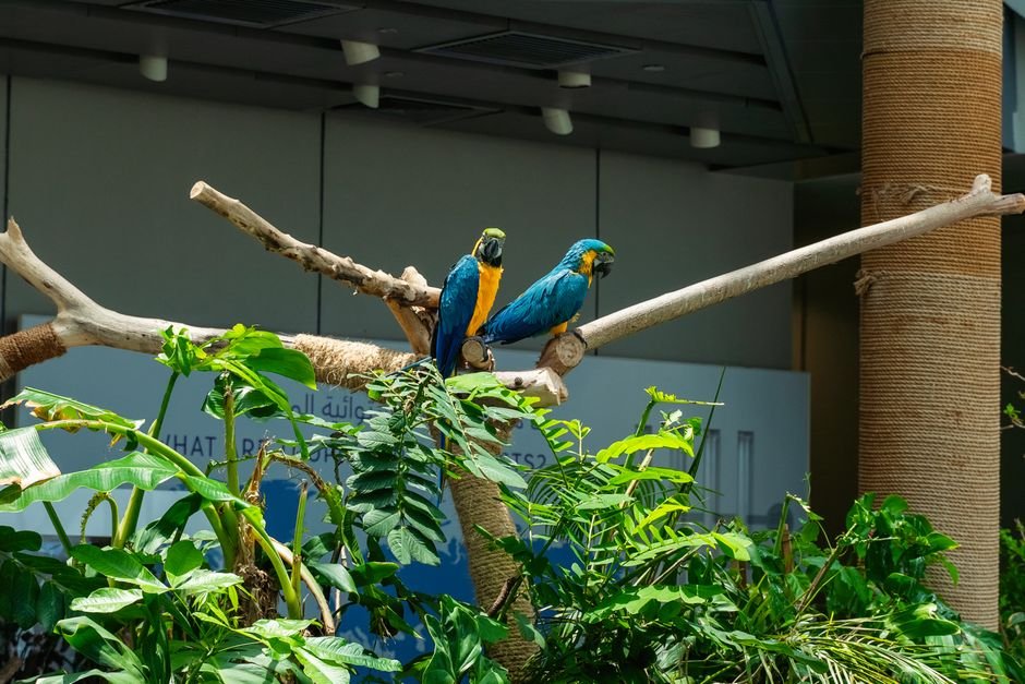 The Power of Play: A Guide to Parrot Foraging Toys and Enrichment — DIY Parrot Foraging Toys on a Budget