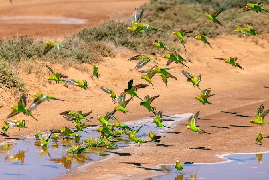 Facts About Parrots — What Makes Parrots So Intelligent?