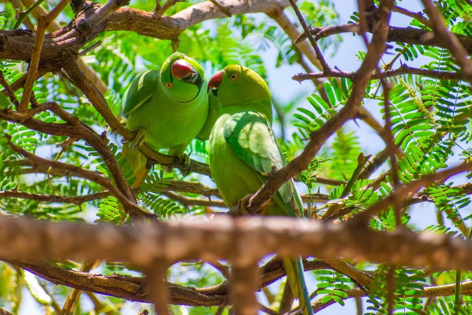 The Power of Play: A Guide to Parrot Foraging Toys and Enrichment — Choosing the Right Parrot Foraging Toys