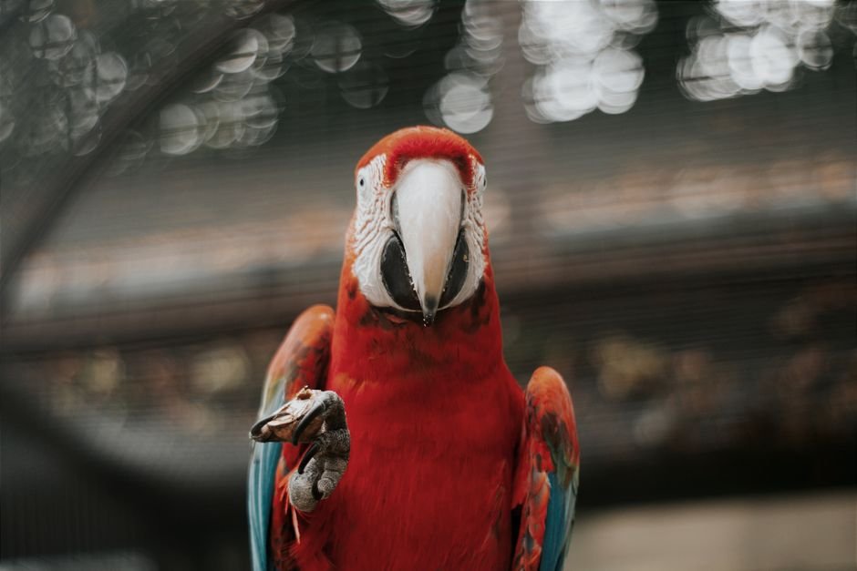 Best parrot formula — What Makes a Great Parrot Formula?