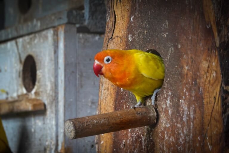 Essential Parrot Safety: Creating a Bird-Proof Home — visual overview