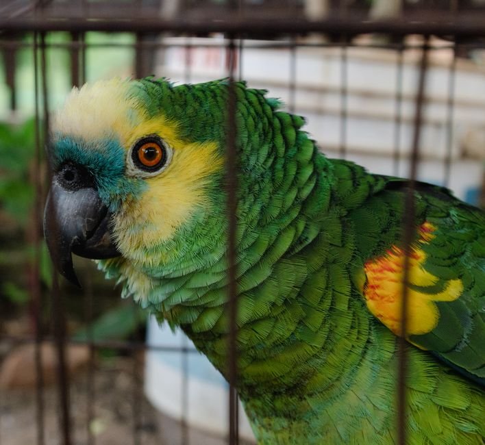 Parrot Lifespan in Captivity vs. the Wild — visual overview