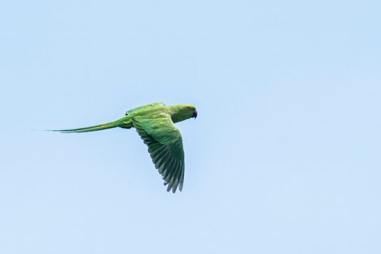 Facts About Parrots — visual overview