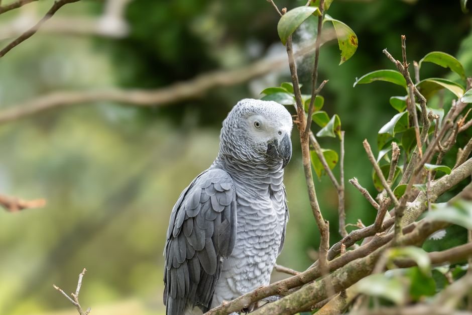 Why Do Parrots Live So Long? The Science Behind Their Longevity — Understanding Parrots' Unique Biology