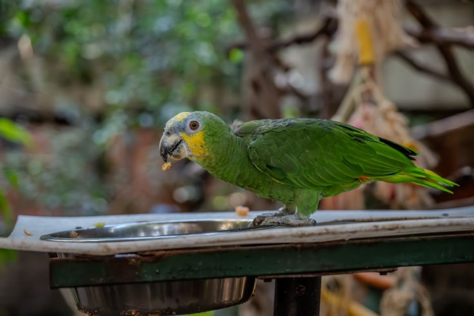 How often should I feed my parrot? — Understanding Your Parrot's Dietary Needs