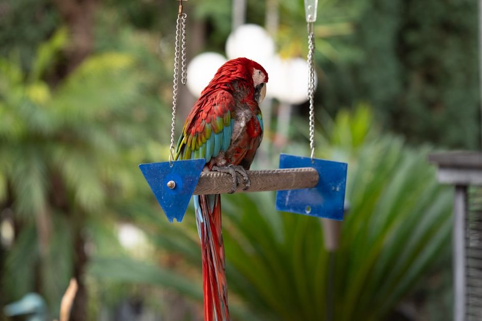 Parrot cage setup — Location, Location, Location: Where to Place Your Parrot Cage
