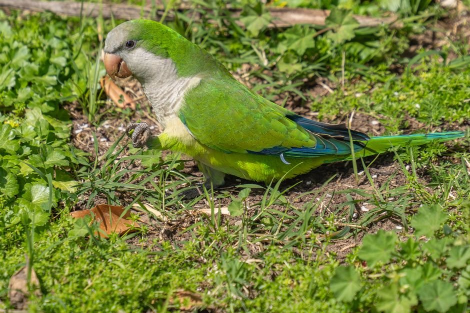 How to Choose the Best Toys for Your Parrot: A Complete Enrichment Guide — Avoiding Common Mistakes in Toy Selection