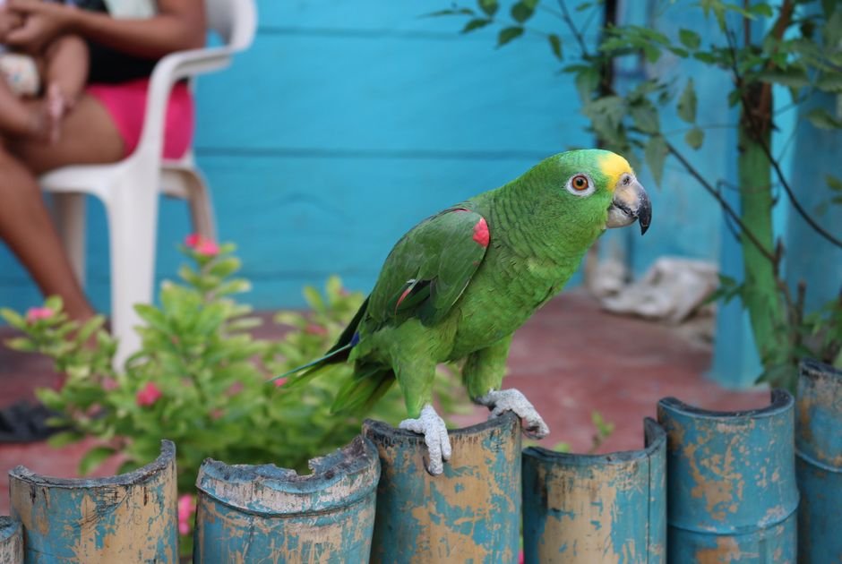 The First Two Weeks: A Guide to Successful Parrot Training & Taming — Building Trust with Your Parrot: A Step-by-Step Guide