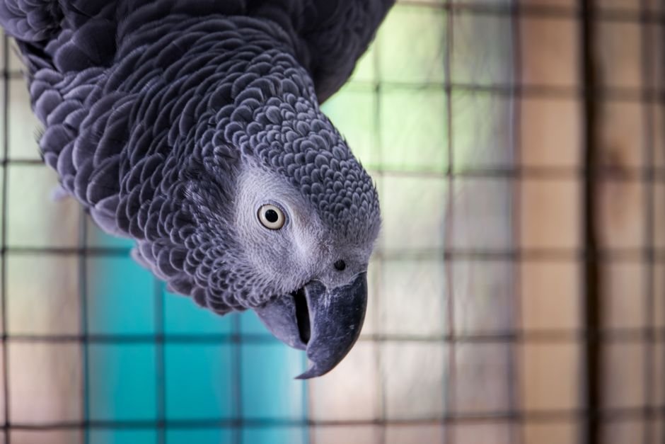 Do pet parrots ever attack their owners? If so, how can this be avoided? — Training Your Parrot to Reduce Aggression