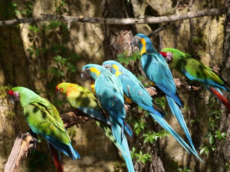 Types of Parrots — visual overview