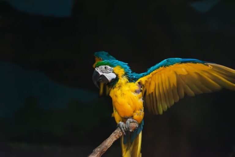 What is the behavior of a parrot when it spreads its wings and shakes them? — visual overview